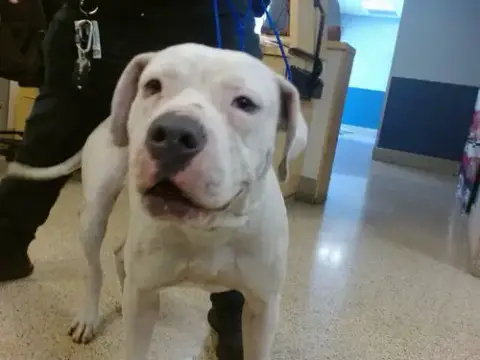 Opie