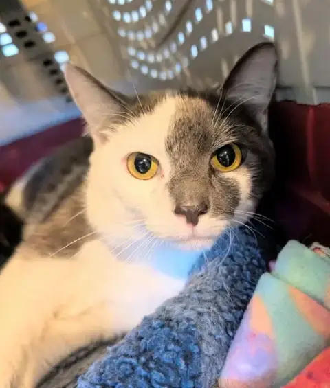 Mika