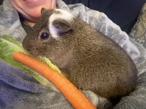 Chewy