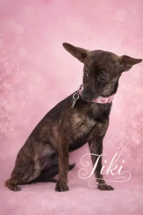 Tiki photo 4