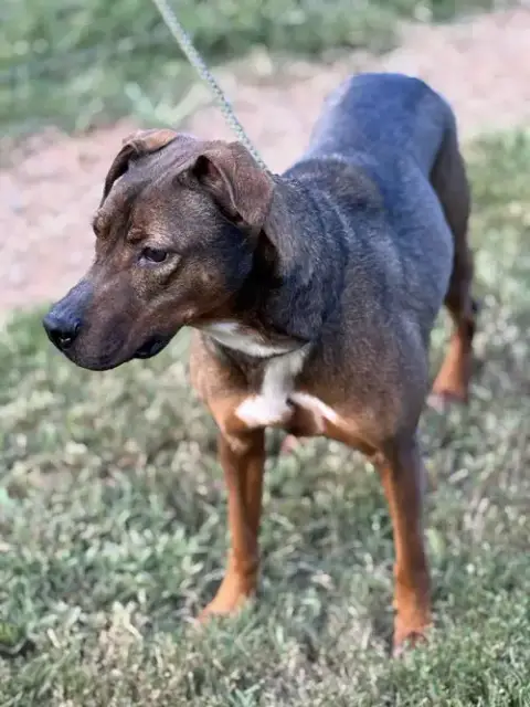 Rufus photo 3