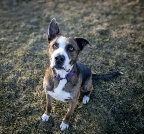 Ares photo 2