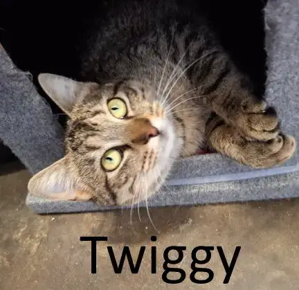 Twiggy photo 2