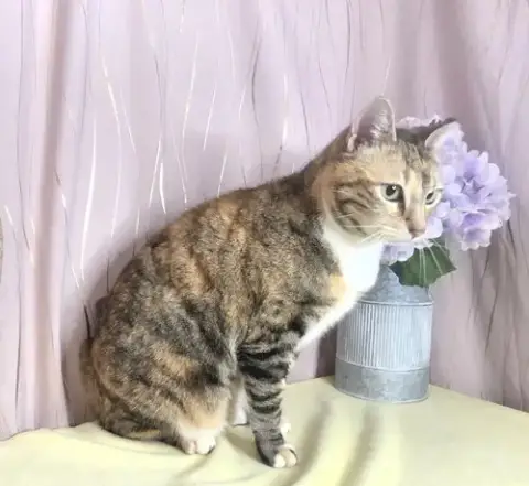 Calico photo 3