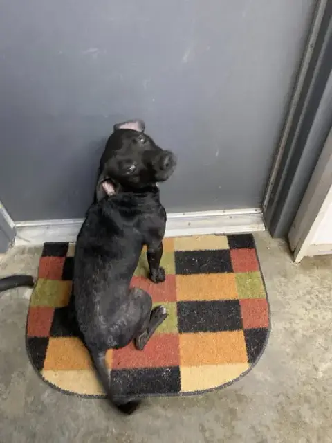 Ruckus