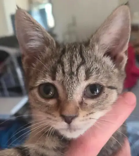 Boo