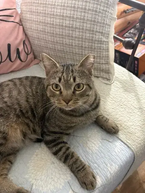Tiger photo 3