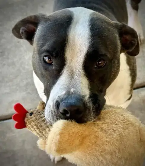 Von