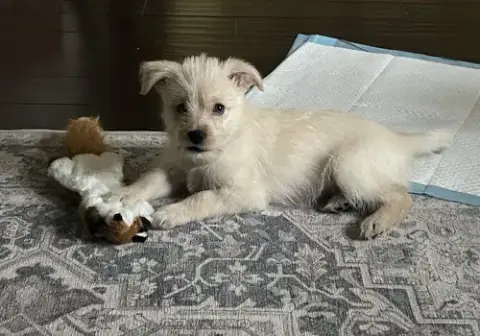 Molly photo 2