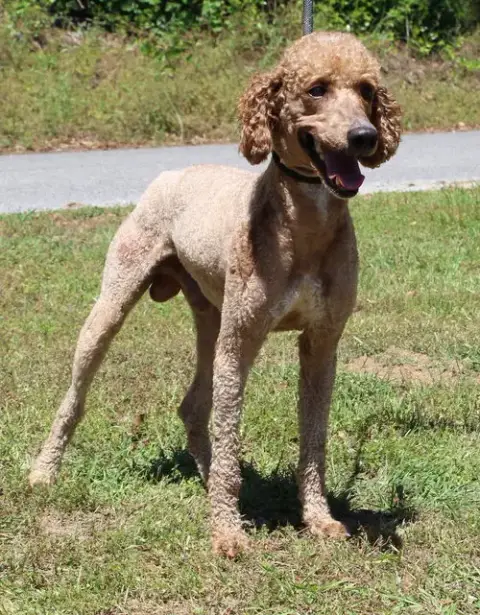 Cooper 43393 photo 4