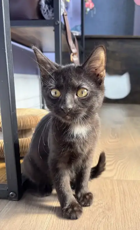 Blaze Kitten photo 2