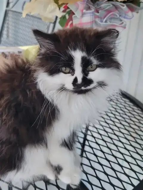 Oreo