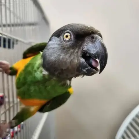 Kevin