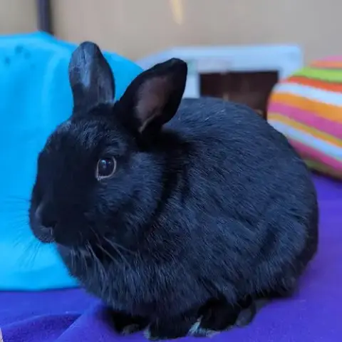 Shadow