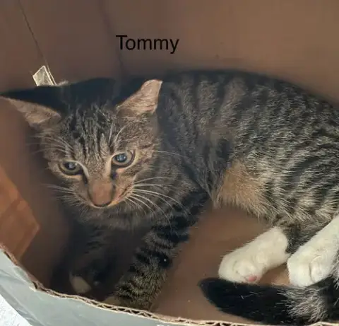 Tommy