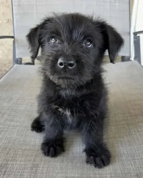 Scottie photo 5