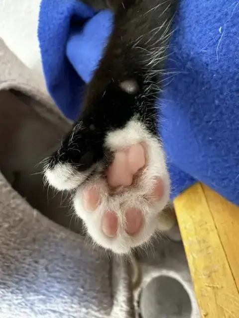 Mittens photo 3