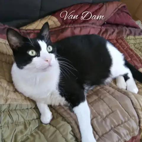Van Dam photo 5