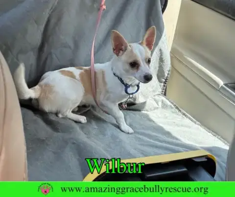 Wilbur