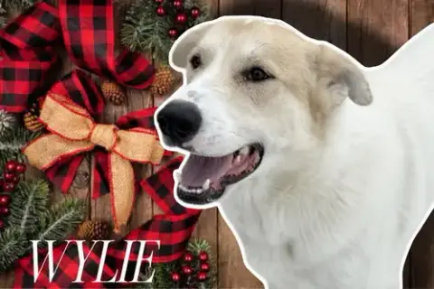 Wylie photo 4