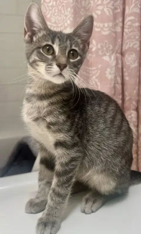 Harley