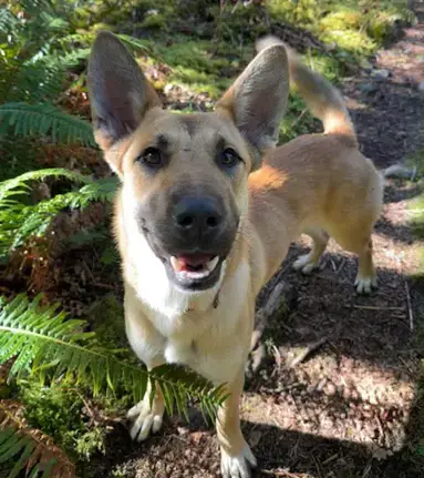 Clyde