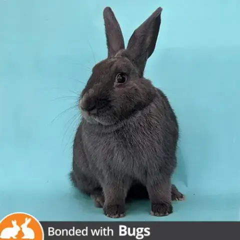 Thumper photo 2