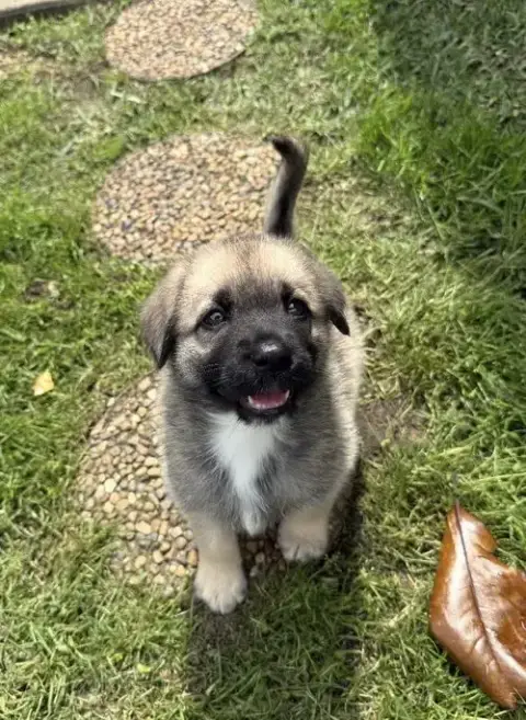 Wyatt