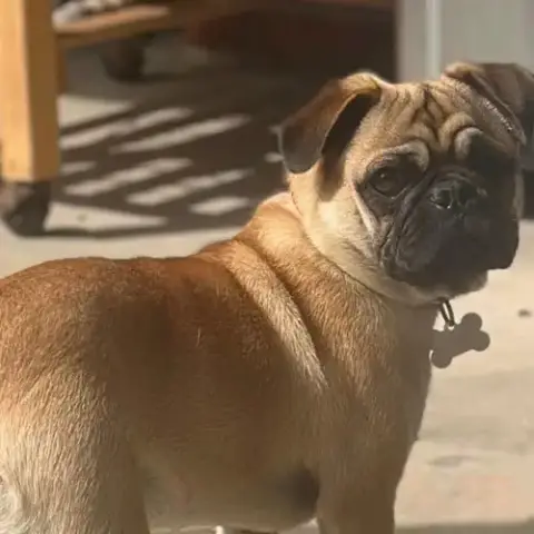 Nico
