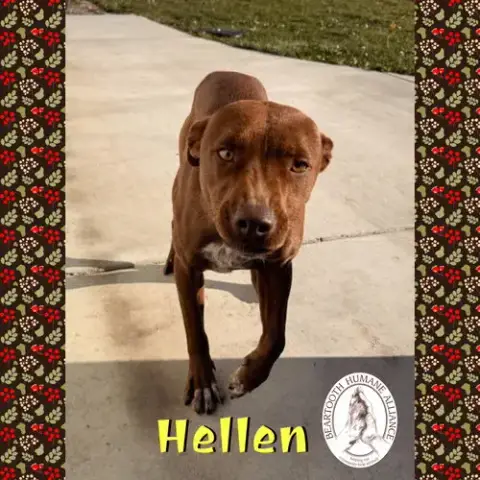 Hellen photo 2