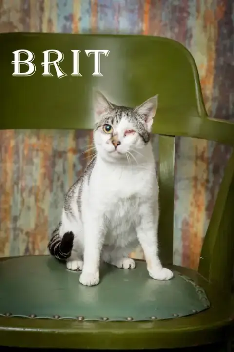Brit