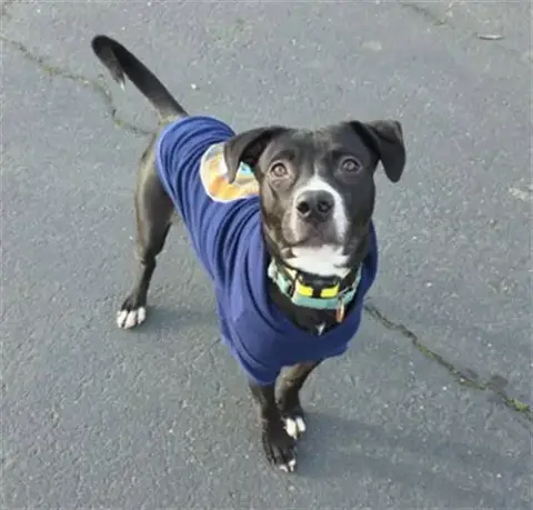 Jet