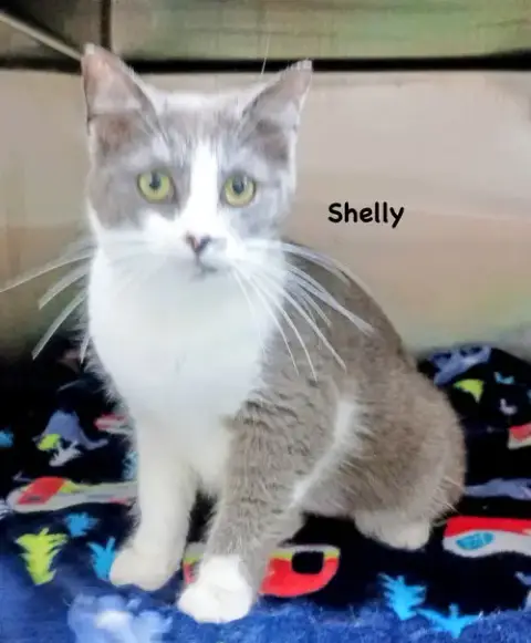 Shelly