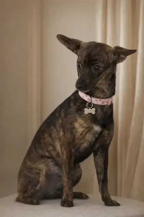 Tiki photo 2