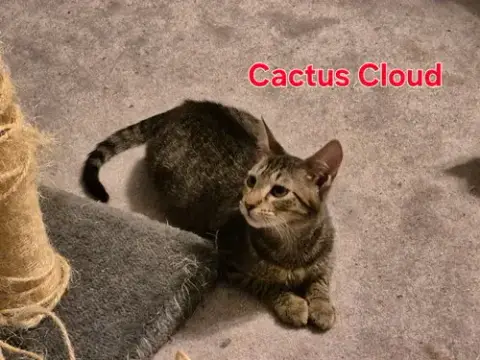 Cactus Cloud photo 5