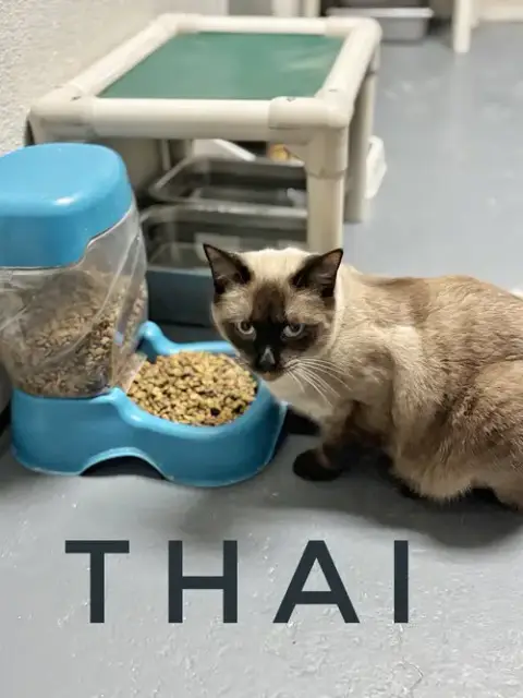 Thai