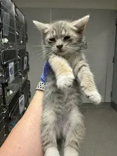 Bibi