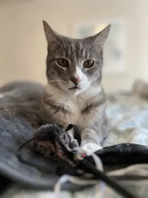 Cleo photo 2