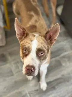 Copper