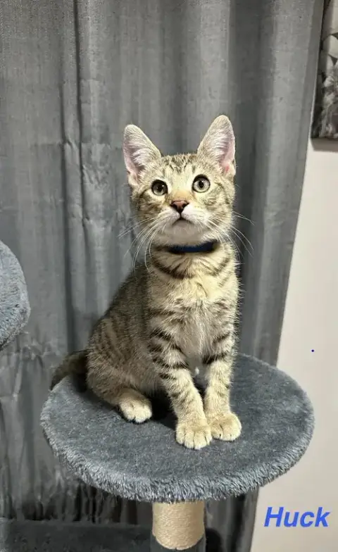 Ss Kitties