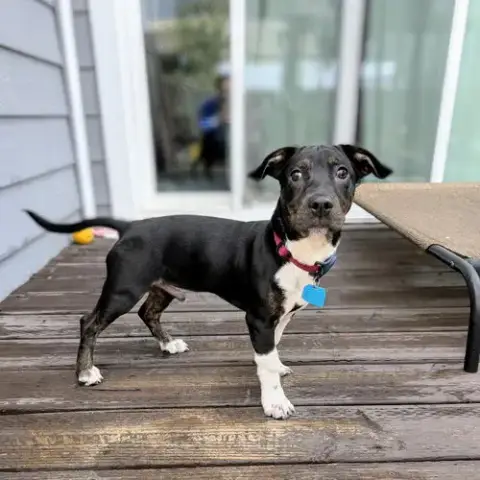 Mac