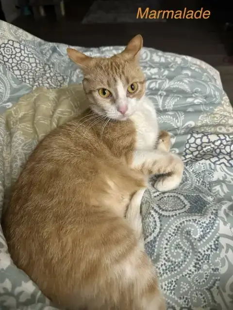 Orange Kitties