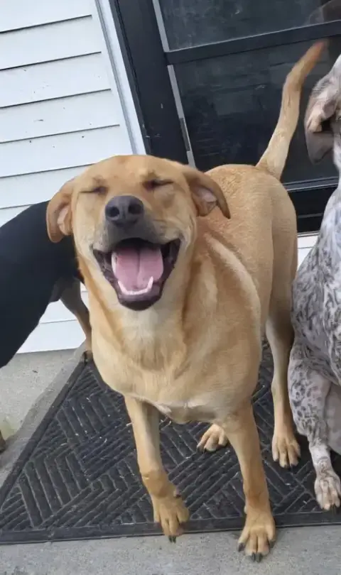 Chevy Aka Puddles Wood