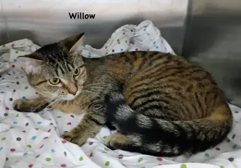 Willow photo 2