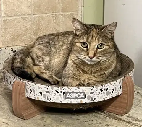 Amber