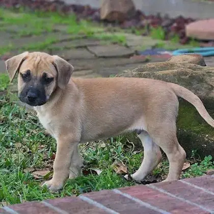 Cooper