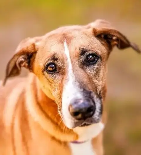 Piper photo 2