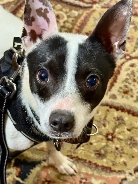Bandit photo 2