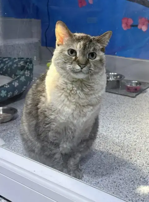 Lulu
