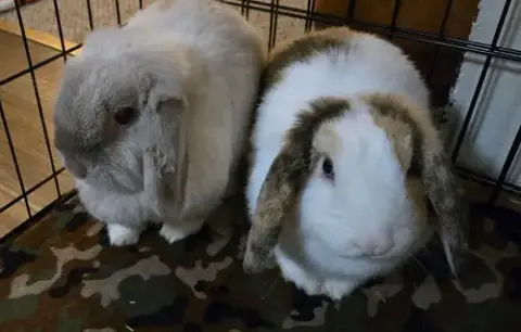 Winter & Magumi Rabbit photo 3